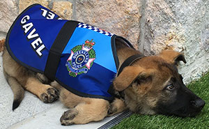 Police Dog Gets Fired For Being Too Friendly, Later Receives An Even Better Job Offer