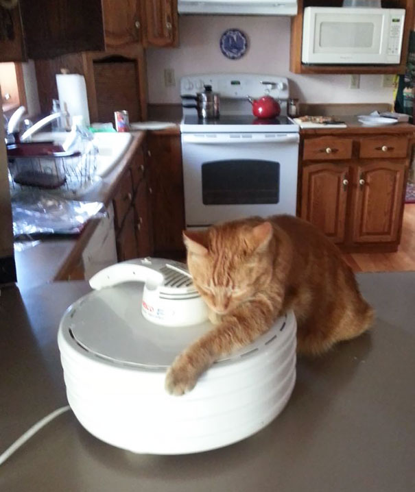 So I Put Some Catnip In Our Food Dehydrator And Came To Find This