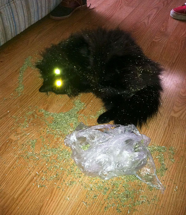 Look Who Found The Catnip While I Was Out