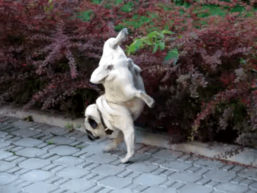 [Image: funny-dogs-acting-weird-215-59439b5ab4df8__605.gif]