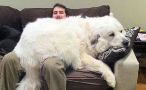 10+ Times People Failed To Send Dog Pics To 'We Rate Dogs' Twitter