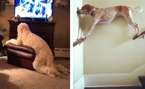 Hey Pandas, This Time Share Pictures Of Your Doggos And Puppers Acting Weird