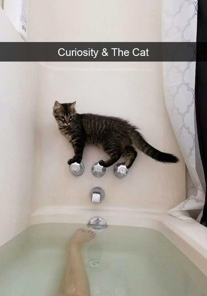 Hilarious-cat-snapchats