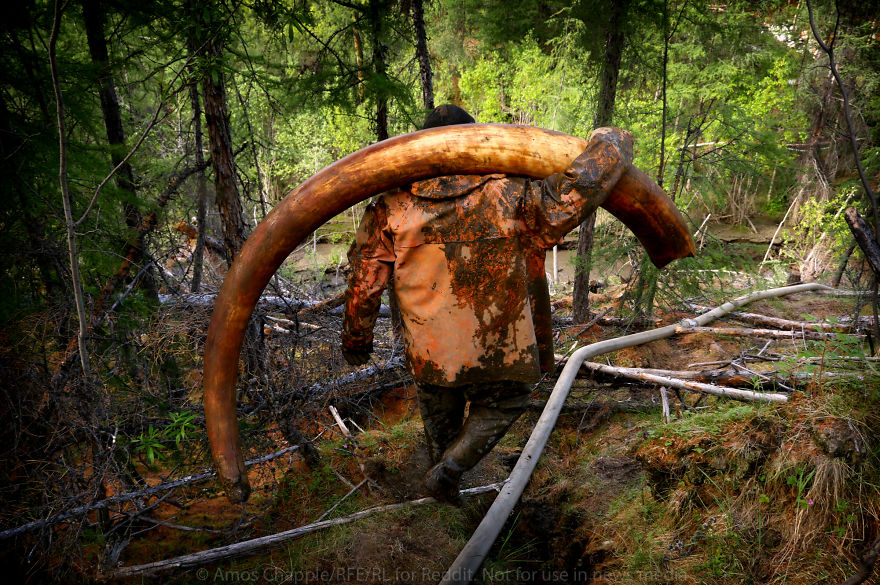  photographer joins illegal mammoth tusk hunt siberia captures 
