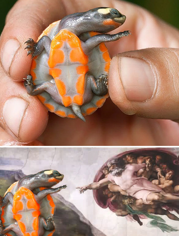 La creación de la tortuga