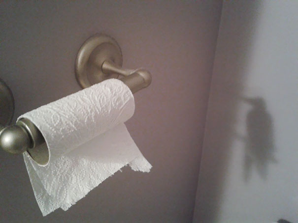 The Shadow From The Toilet Paper Roll Looks Like A Hummingbird