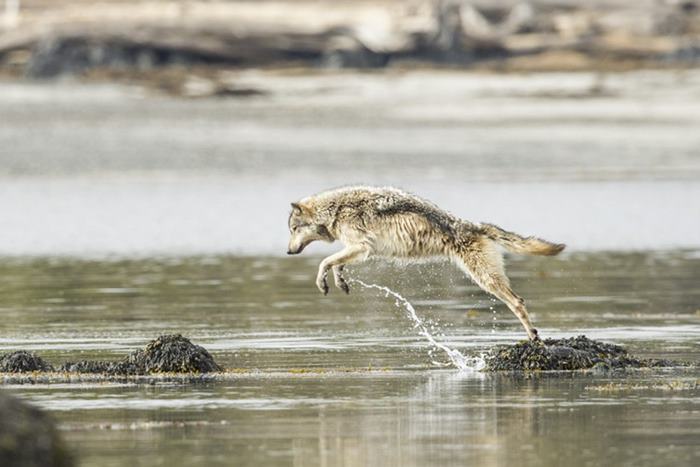 swimming-sea-wolves-pacific-coast-canada-ian-mcallister-11