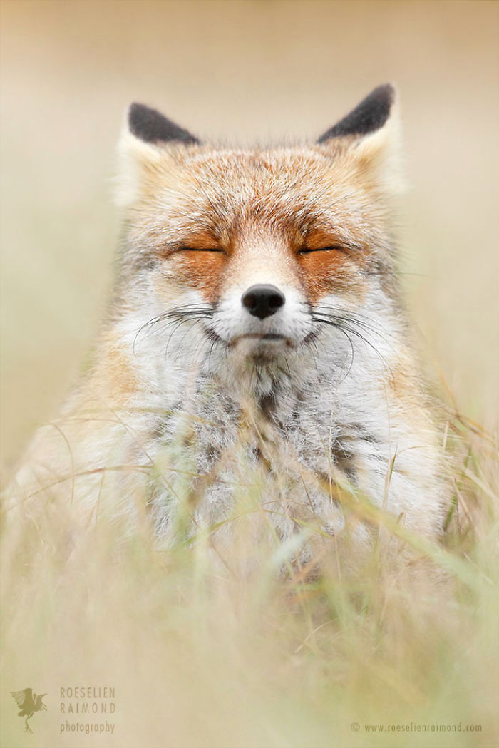 The Mindful Fox: How Foxes Can Teach Us Some Valuable Lessons