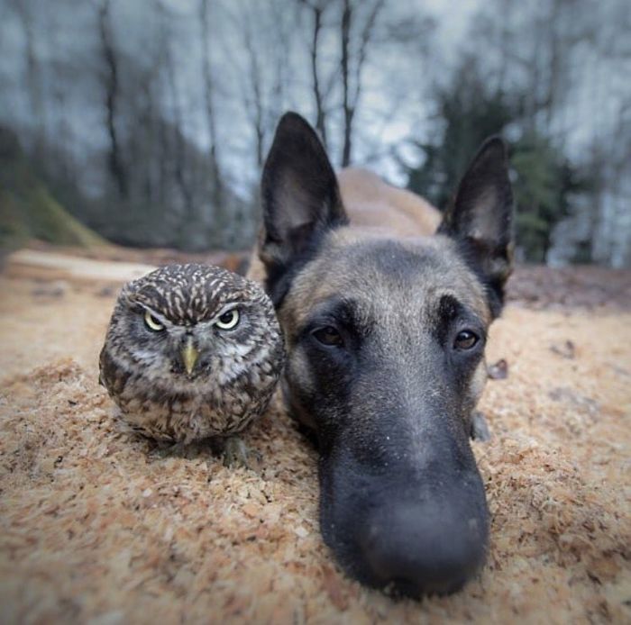 This Dog And Owl Dropping Their New Album