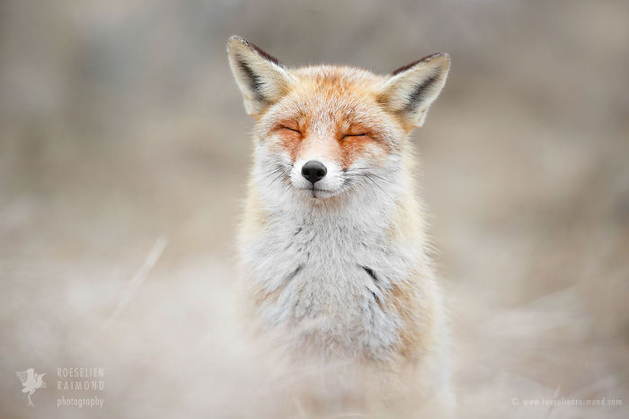 3_zenfox_meditating_fox-copy-5975b333d88b9__700.jpg