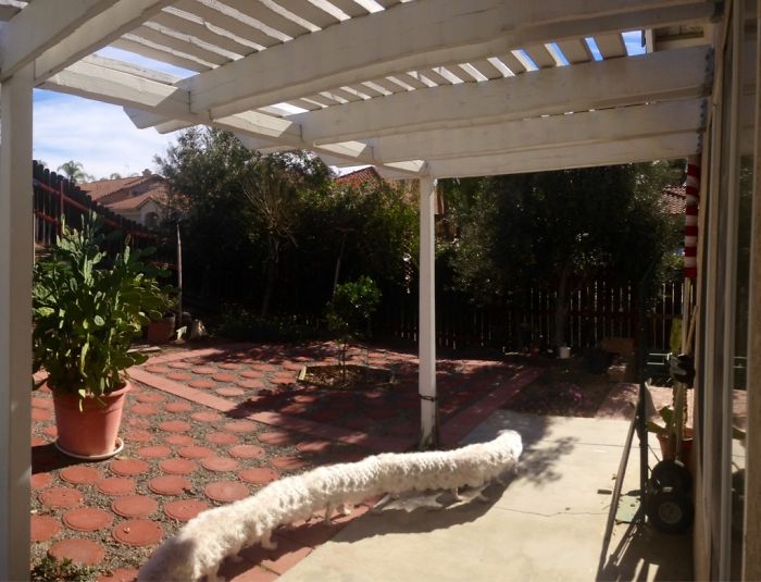 Taking A Panorama Of The Yard When The Dog Walked By
