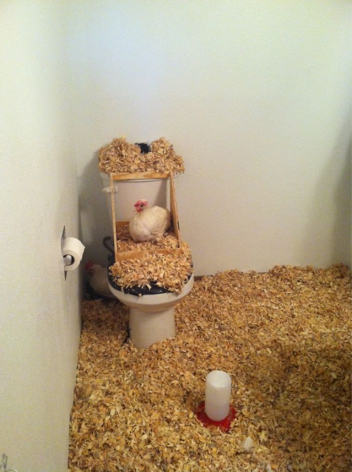 Convertí el baño de mi compañero en un corral de gallinas. Vivimos en un piso