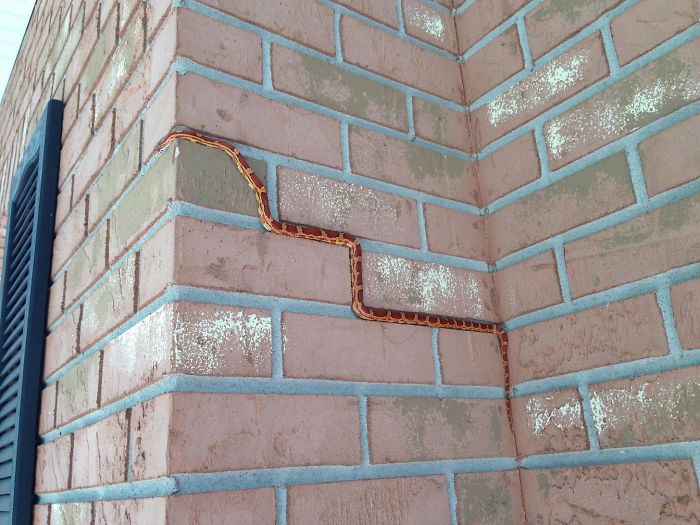 I Woke Up This Morning To A Snake Who Likes To Climb
