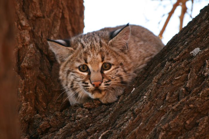 Dog Woke Me Up Barking. This Cub Was In The Tree A Few Feet From My Door