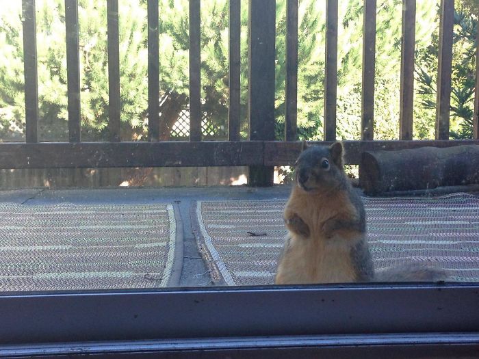 If You Feed A Squirrel Peanut Butter, You'll Wake Up To This At Your Backdoor Every Morning