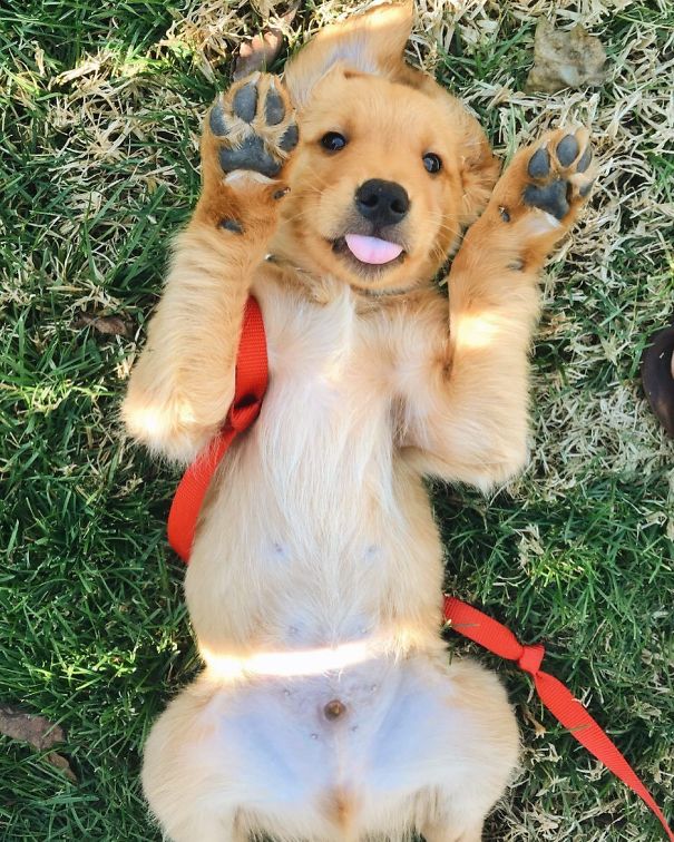Paws In The Air Like I Just Don't Care