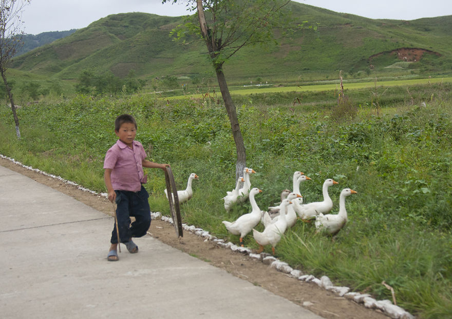 A Kid With His Gooses On The Highway Side. Most Of The Time People Use The Highway For Their Daily Activities. Therefore They Got So Surprised To See Cars Or Buses On It