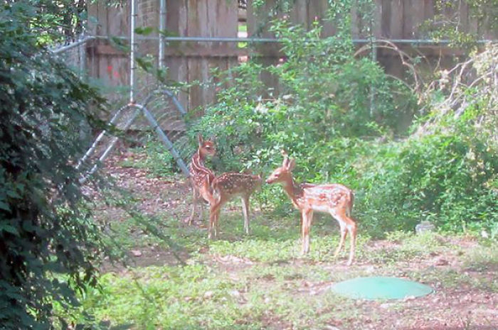 My 4-Year-Old Woke Me Up This Morning Saying There Were Babies Crying Outside His Bedroom Window. I Investigated And Found This