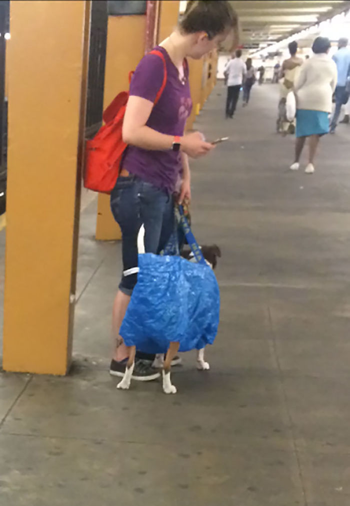 Otra manera de llevar al perro en el metro