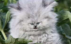 People Are 'Breeding' Cats With Tiny Faces, And We Can't Decide Whether They're Cute Or Scary (Add Yours)