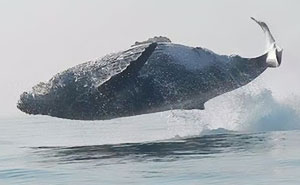 40-Ton Whale Was Just Filmed Jumping Completely Out Of The Water, And This Incredible Video Is Going Viral