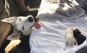 "I Have A Husky Giving Birth In The Back Of My Car. Please Don't Tell My Husband"
