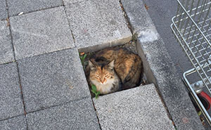 If It Fits, I Sits: Post Your Photos Of Cats Fitting Into Tightest Spaces