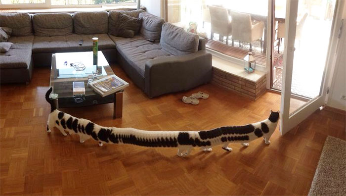 I Took A Panoramic Picture Of Our Living Room. But My Cat Decided To Walk Through