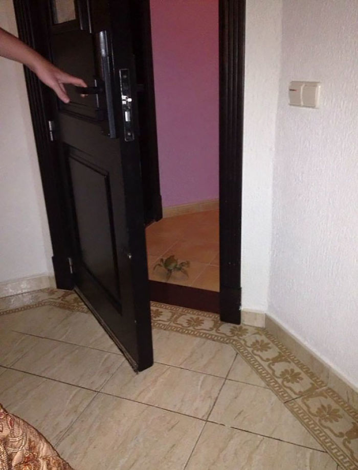 My Friend Is Currently In Jamaica And Woke Up At 1 Am To This Guy Knocking At His Door