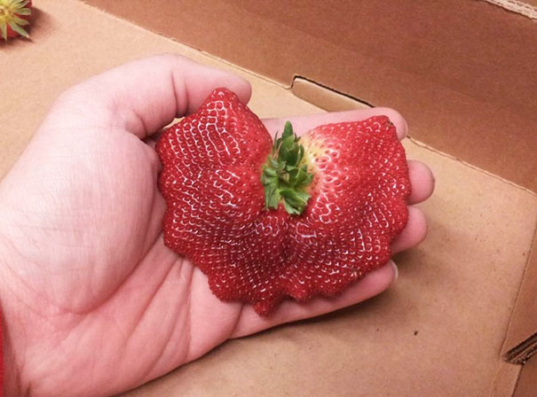 Multiple Strawberries Fused Into One