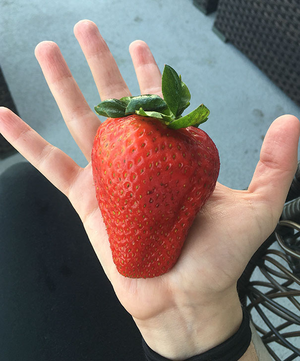 This Giant Strawberry The Size Of My Palm