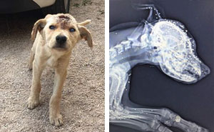 This Homeless Puppy Was Shot Dozens Of Times In Head, But She Kept Fighting For Her Life
