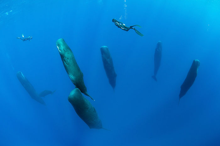  photographer captures incredibly rare sight sperm whales sleeping 