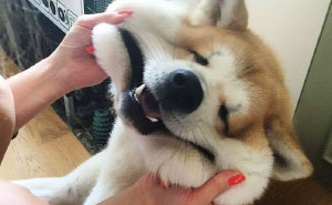 10+ Squishy Dog Cheeks That Are Impossible To Resist Squishing