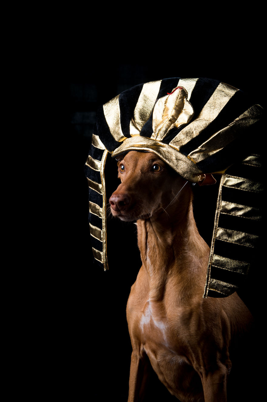  found way honor pharaoh hound joy 