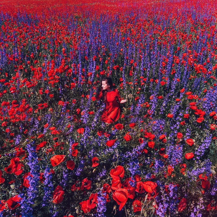 Poppies And Delphinium Field, Crimea