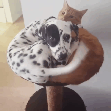 Dog Thinks He's A Cat