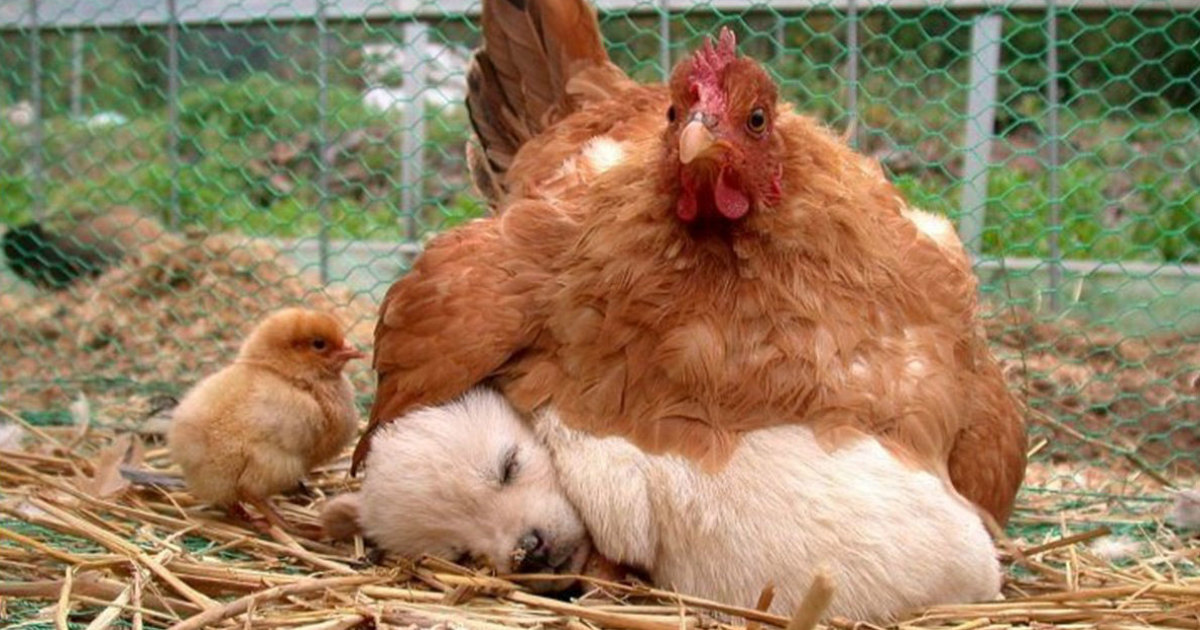 10+ Photos Proving That Hens Are The Best Moms In The Animal Kingdom
