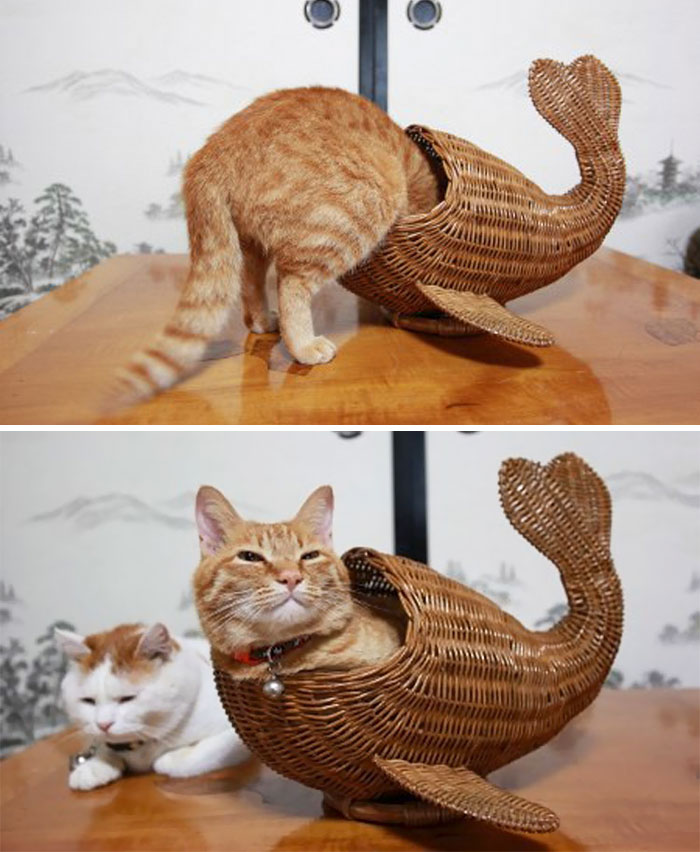 Cat Whale