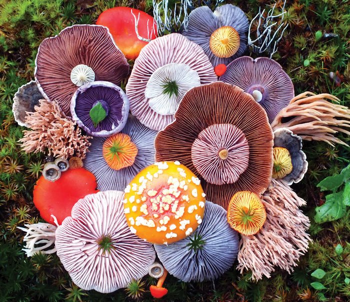  magical beauty mushrooms captured jill bliss colorful 