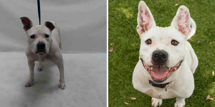 10+ Before & After Photos That Prove Why Animal Shelters Need Good Photographers