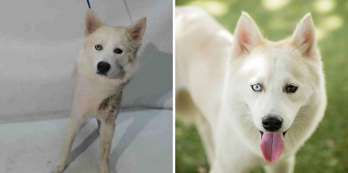 15 Before & After Photos That Prove Why Animal Shelters Need Good Photographers