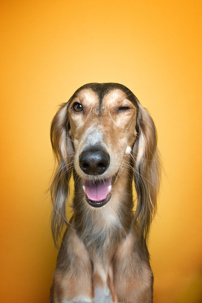 We Proved That Every Dog Has Its Own Human-Like Personality Through Funny Portraits