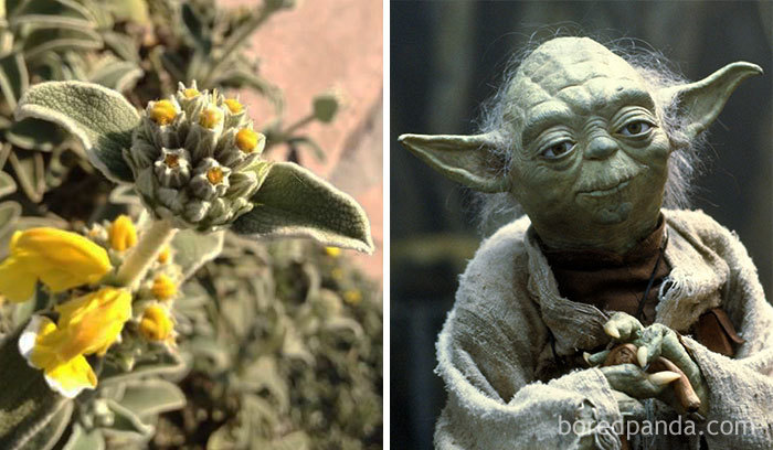 Esta planta me recuerda a Yoda