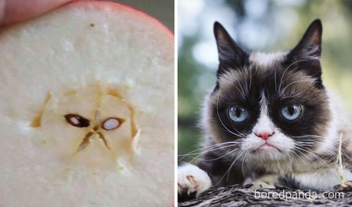 Manzana que parece Grumpy Cat