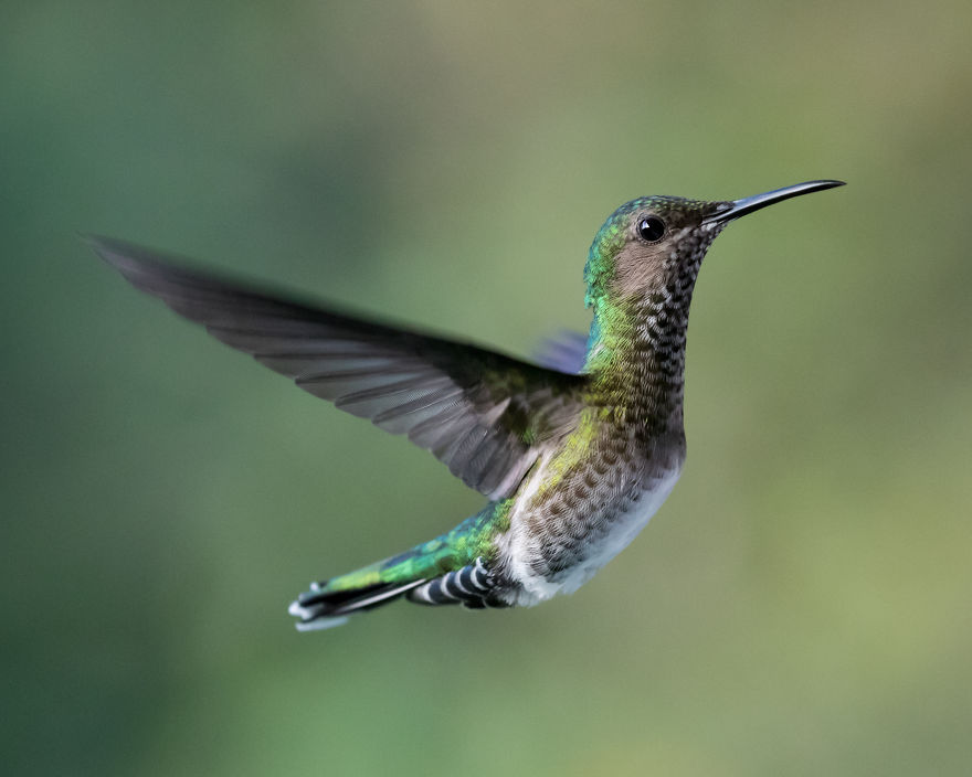 My Tips How To Photograph Hummingbirds