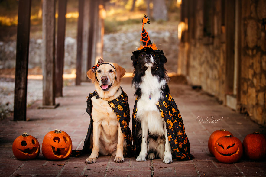  photograph dogs their friends halloween mood 