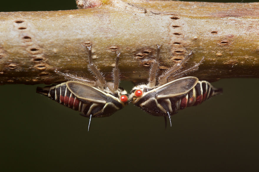  photographed evidence maternal instincts insects 
