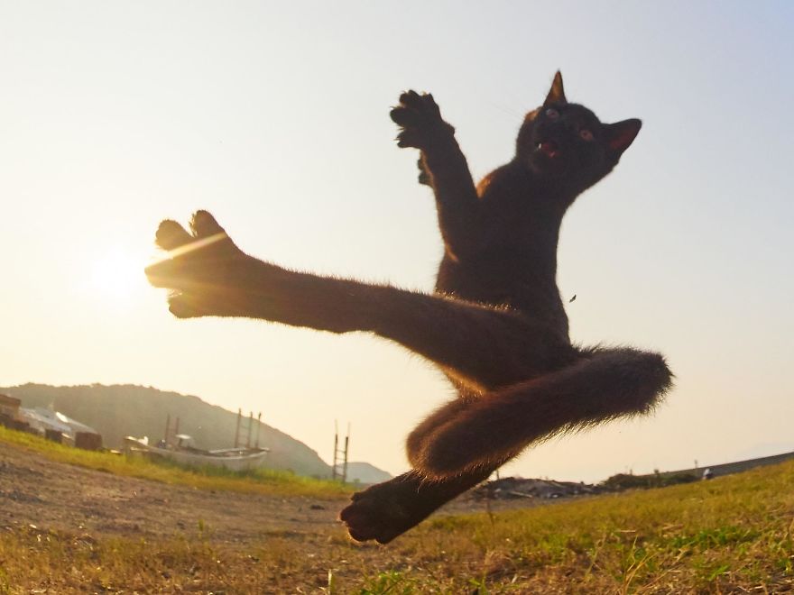 This Japanese Photographer Specializes In Shooting Ninja Cats, And The Result Is Too Purrfect