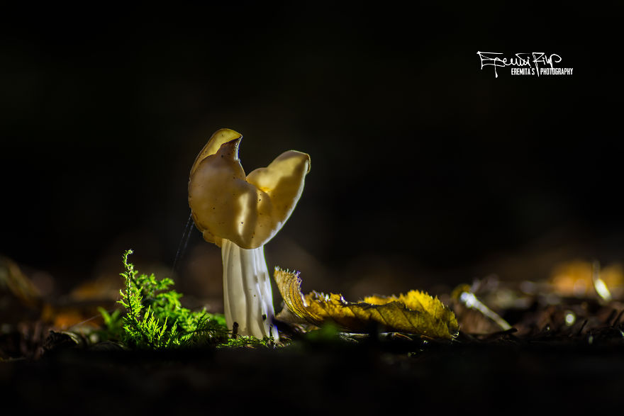  wander woods photograph mushrooms 